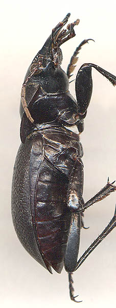 Carabus glyptopterus, male