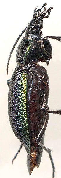 Carabus vietinghoffi tardokiyanensis, female