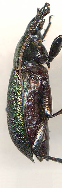 Carabus vietinghoffi bowringi, male