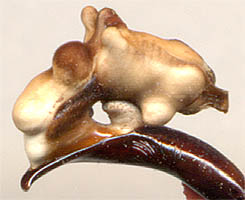 endophallus Carabus vietinghoffi bowringi