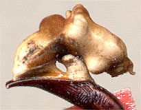 endofallus of Carabus vietinghoffi obydovi