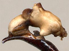 endofallus of Carabus vietinghoffi vietinghoffi