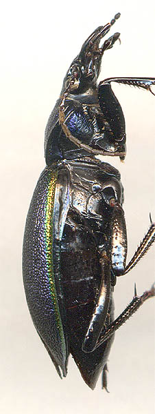 Carabus imperialis, female