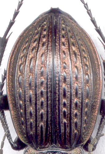 Carabus (Eucarabus) cumanus, female