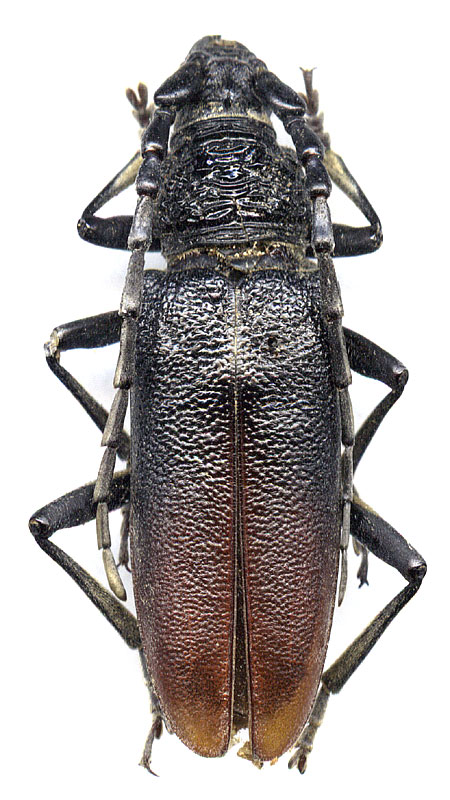 Cerambyx (s.str.) nodulosus 