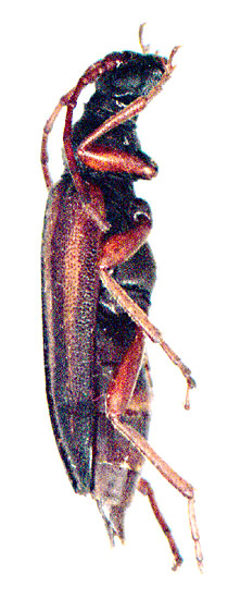 Cornumutila semenovi, female
