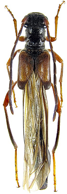 Necydalis sachalinensis Matsumura et<br> Tamanuki, 1927
