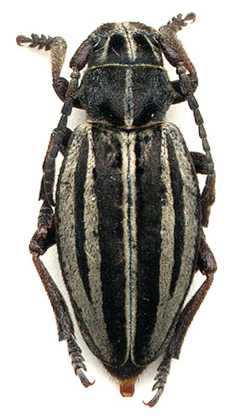 Dorcadion pusillum tanaiticum - female 