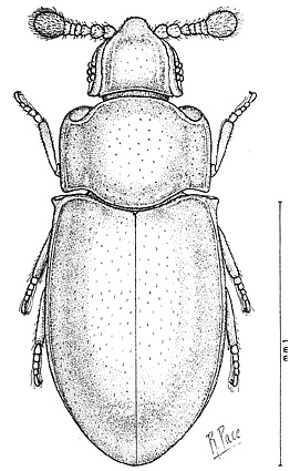 Crowsoniella relicta Pace, 1976