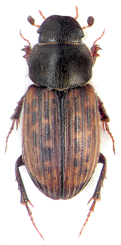 Aphodius (Heptaulacus) carinatus Germ.