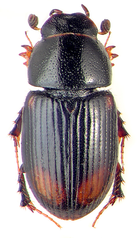 Aphodius (Phalacronotus) biguttatus Germ.