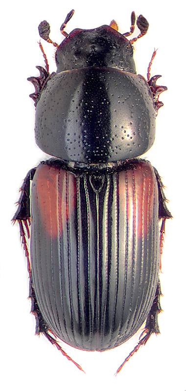Aphodius (Liothorax) varians Duft.