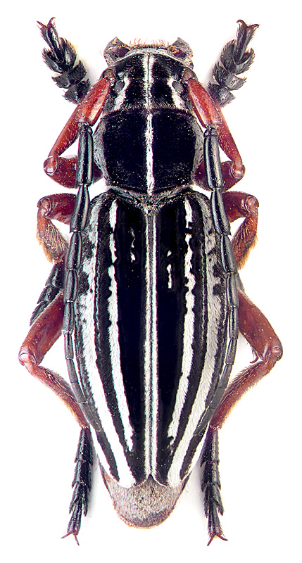 Dorcadion (Acuodorcadion) acutispinum Motsch.