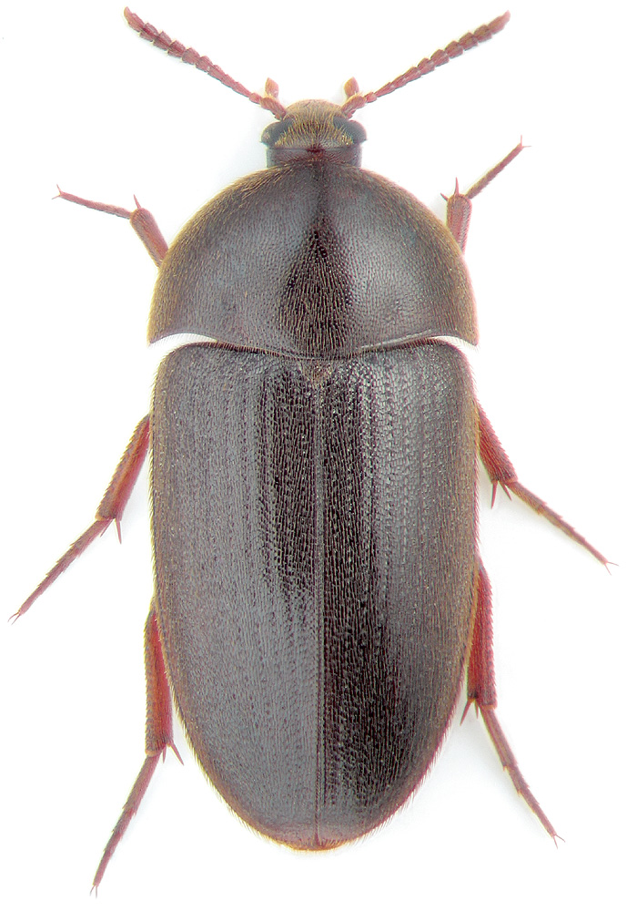 Eustrophus niponicus Lew.