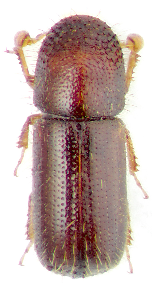 Taphrorychus lenkoranus Reitter, 1913