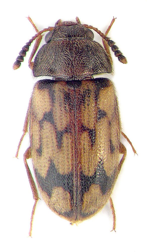 Mycetophagus reitteri Nikit., 2008 (=undulatus Rtt.)