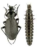 Carabus (Procrustes) coriaceus coriaceus Linnaeus, 1758 - imago & larva (Carabidae)