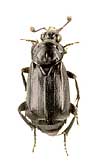 Nicrophorus humator (Gleditsch, 1767) (Silphidae)