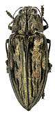 Chalcophora mariana mariana (Linnaeus, 1758) (Buprestidae)