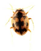 Omophron limbatum (Fabricius, 1776) (Carabidae)