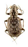 Elaphrus (Neoelaphrus) cupreus Duftschmid, 1812 (Carabidae)