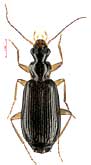 Dromius quadraticollis Morawitz, 1862 (Carabidae)