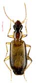 Dromius schneideri Crotch, 1871 (Carabidae)