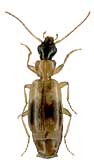 Philorhizus sigma (Rossi, 1790) (Carabidae)