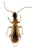 Paradromius (Paradromius Fowler, 1887) longiceps (Dejean, 1826) (Carabidae)