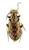 Elaphrus (Elaphroterus) angusticollis longicollis Sahlberg, 1880 (Carabidae)