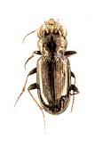 Notiophilus aquaticus (Linnaeus, 1758) (Carabidae)