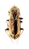 Notiophilus biguttatus (Fabricius, 1779) (Carabidae)