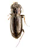 Notiophilus germinyi Fauvel, 1863 (Carabidae)