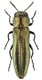 Buprestidae: Agrilus (Spiragrilus) pseudolimoniastri Cobos