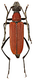Cerambycidae: Anastrangalia dissimilis Fairm.