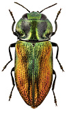 Buprestidae: Anthaxia muliebris Obenberger, 1918