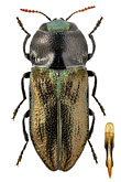 Buprestidae: Anthaxia cf. thalassophila pseudokervillei Niehuis, 1990