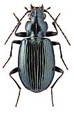 Carabidae: Bembidion (Plataphus) gebleri persuasum Net.