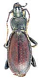 Carabus (Archiplectes) compressus compressus Chaudoir, 1846