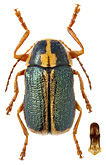 Chrysomelidae: Cryptocephalus lemniscatus Suffr.