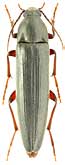 Melandryidae: Enchodes orientalis Nikitsky, 1973