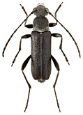 Cerambycidae: Grammoptera merkli Friv.