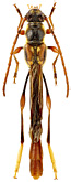Cerambycidae: Necydalis moriyai Kusama