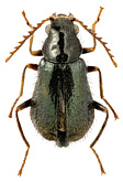 Malachiidae: Nepachys japonicus (Ksw.)