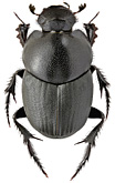 Scarabaeidae: Onthophagus amyntas (Ol.)