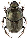 Scarabaeidae: Onthophagus illyricus (Scop.)