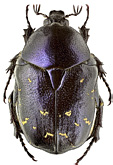 Scarabaeidae: Protaetia hungarica auliensis (Rtt.)