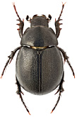 Hybosoridae: Seleucosorus punctatissimus (Reiche)