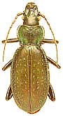 Carabus (Archiplectes) komarowi komarowi Reitter, 1882