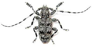 Cerambycidae: Aegomorphus clavipes (Schrank, 1781)